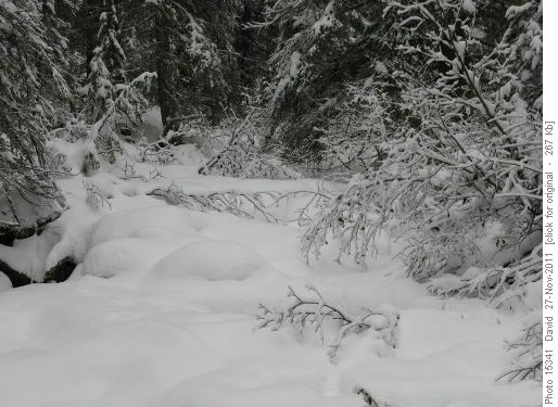 Trail to Twin Lakes - waiting for trail breakers!