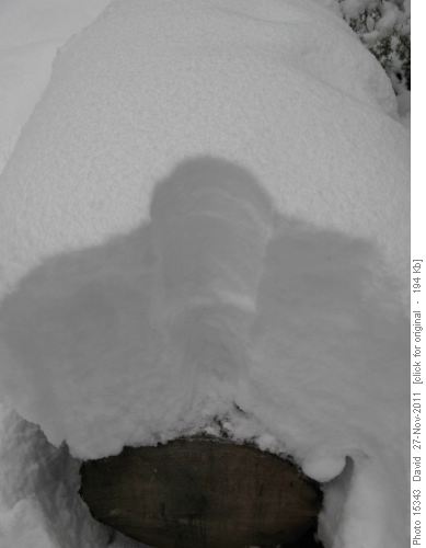 Deadfall buried in snow