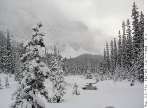 Looking up Paradise Creek