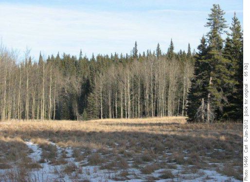 Meadows on Tom Snow Trail