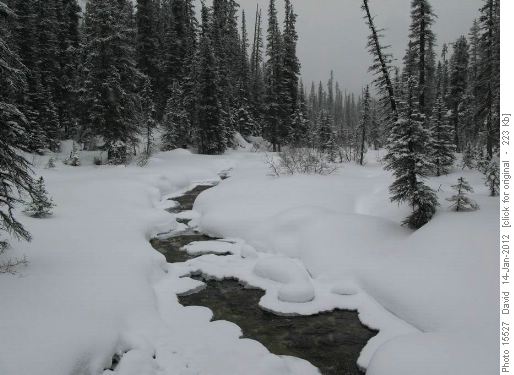 Paradise Creek