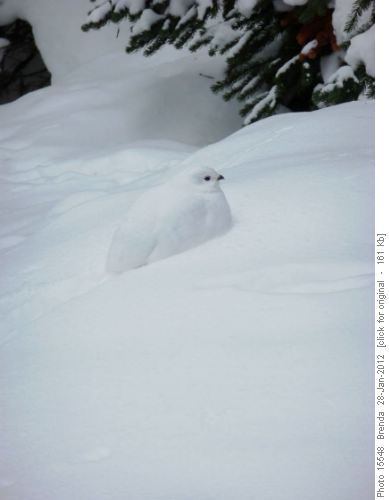 A master of camouflage