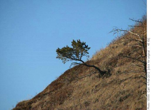 Gnarled lone pine guards the Long Prairie Creek Canyon