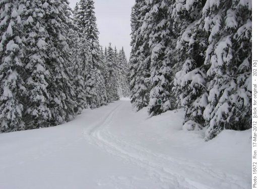 Pocaterra trail from Lookout junction