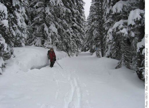 A decidely ungroomed Tyrwhitt trail