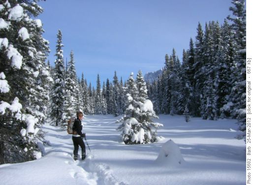 Winter Wonderland