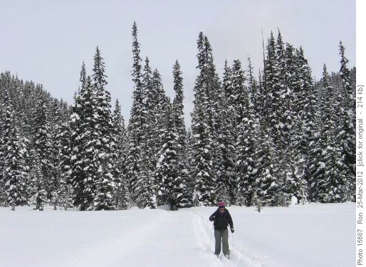 {1357 Sharon Woo} in the skier track on Tyrwhitt