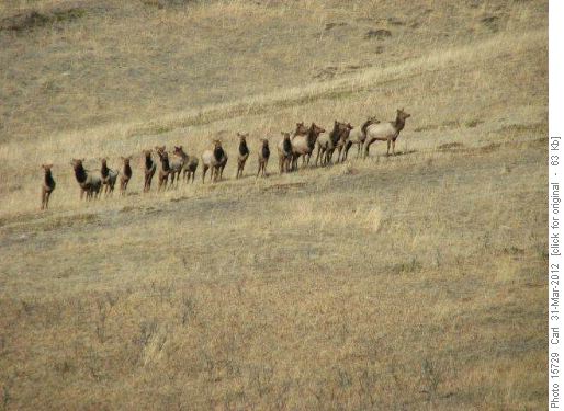 18 elk on Sandy McNabb Hills