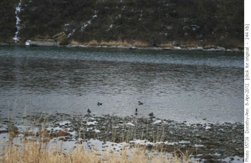 Variety of ducks on the river