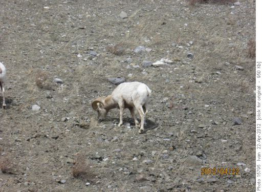 Mountain sheep