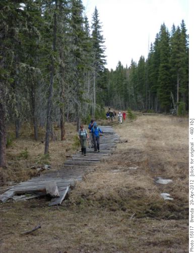 Boardwalk thru a boggy area