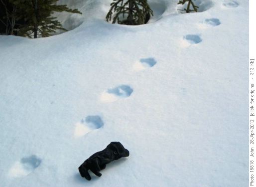 Wolverine tracks?