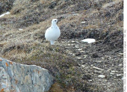 Ptarmigan near Ptarmigan lake.