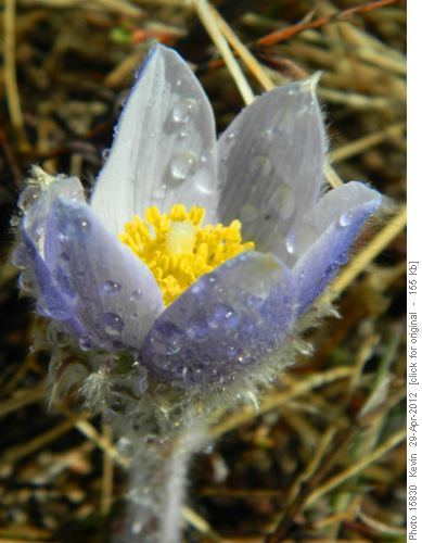 Crocus