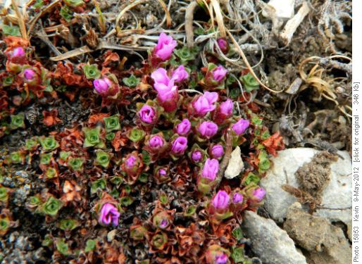 Spring colour high on the ridge