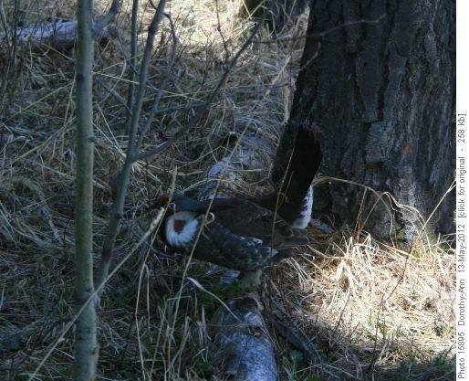 Blue grouse poses on Foran Grade