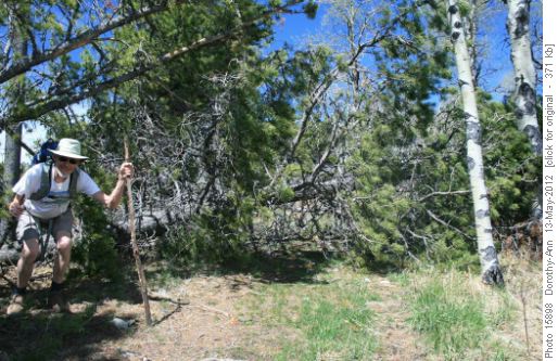 {229 Dave Reid} crawls under some of the blowdown on Foran Grade