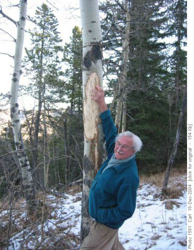 aspen damage