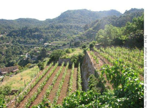Vinyards on terraces between dry stone walls