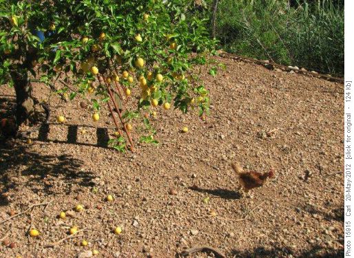 Where lemon chicken comes from!