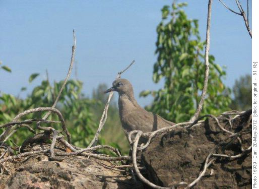 Dove on dry stone wall