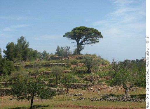 Mallorcan beauty--ancient olive grove