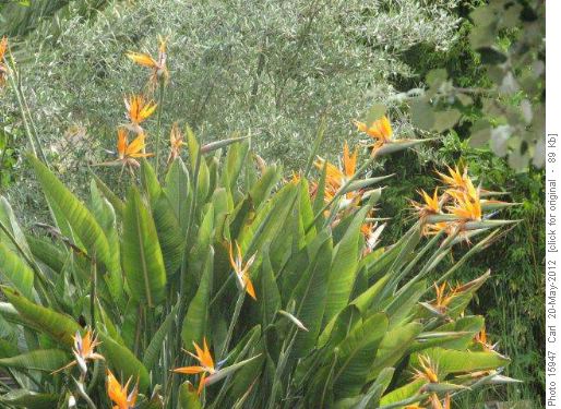 Bird of paradise
