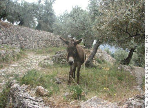 Donkey