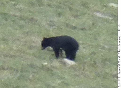 Black bear far away on a hillside