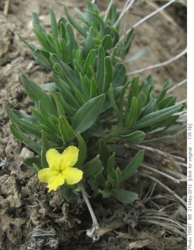Narrow-leaved Puccon