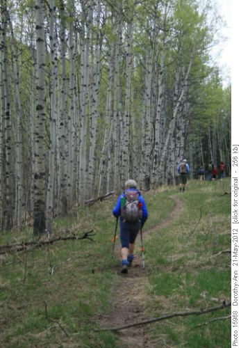 On the trail amid lovely aspens