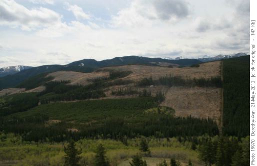 Is this clear cut growing or is that my imagination?