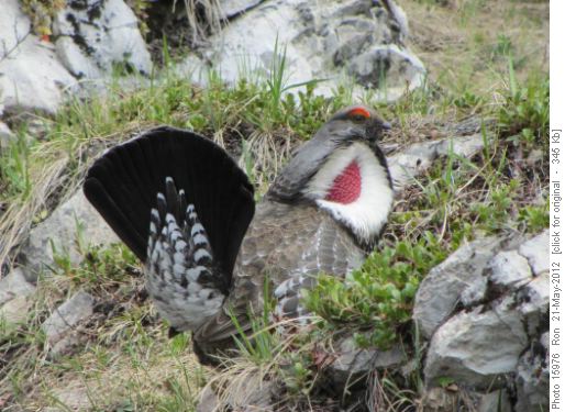 Male blue grouse in full regalia