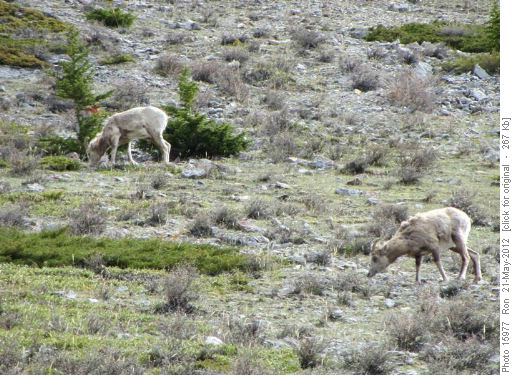 bighorns near Lady Macdonald trail
