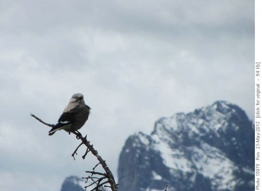 Clark's nutcracker