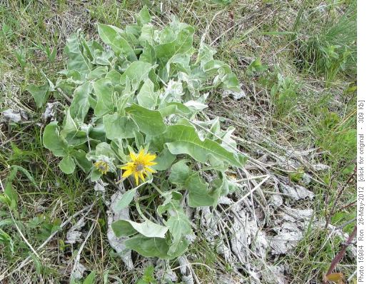 Balsamroot - Bull Creek Hills