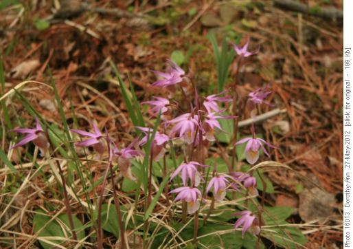 Cluster of Calypso orchids