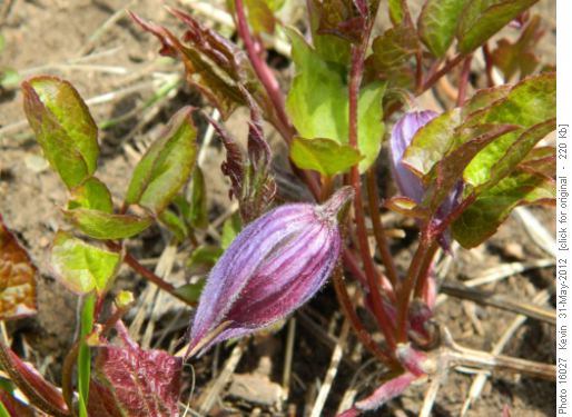 Alpine clematis beside the trail