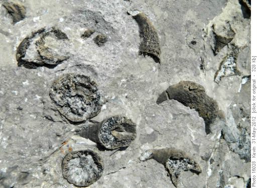 Large fossil bed on the trail up