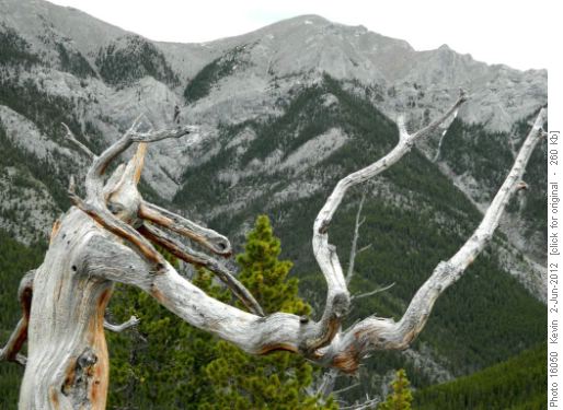 'Ent creature' on the open section of the ridge