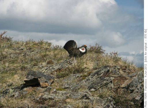 Blue grouse