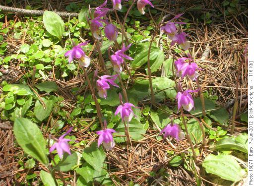 Calypso Orchids