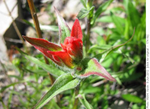 Indian Paintbrush - it must be summer