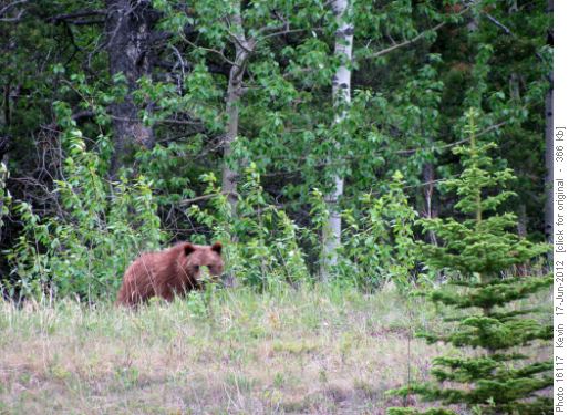 One of four grizzlies near the road on the drive in
