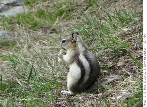 Lunch visitor on Cox Hill