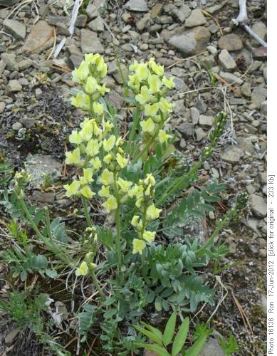 Late Yellow Locoweed