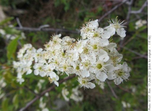 Common Labrador Tea blossoms