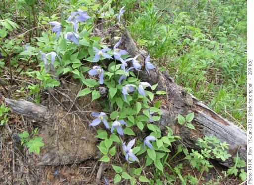 Blue Clematis