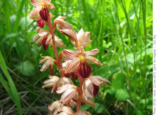 Striped Coralroot Orchid on Yam Ridge trail