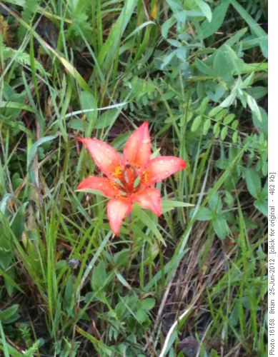 Tiger Lily looking for sun